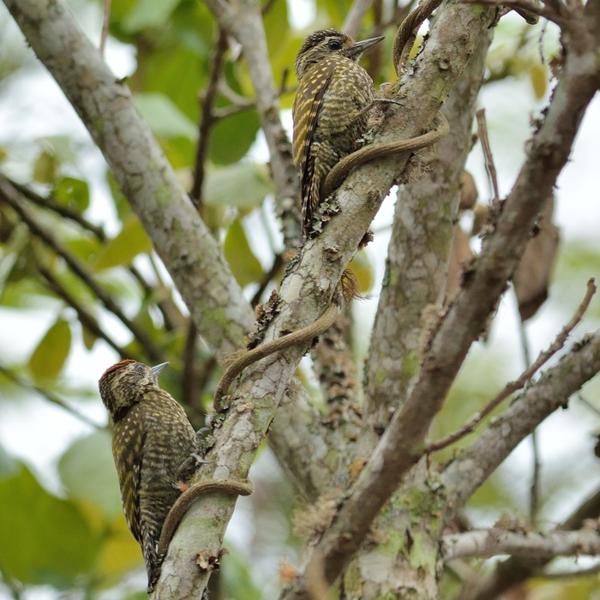 <h3><a href="/trips/salesopolis-2014/biota/animalia/chordata/aves/039 piciformes/009 picidae/veniliornis spilogaster/veniliornis spilogaster-nl.html">Veniliornis&nbsp;spilogaster</a> / White‑spotted&nbsp;woodpecker / Parelbuikspecht</h3>NIKON D7100 met AF-S Nikkor 300mm f/2.8G IF-ED VR II, 1/800 sec  bij F4.5, ISO 320, afstand 14.9&nbsp;m